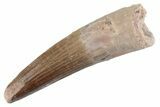 Fossil Spinosaurus Tooth - Feeding Worn Tooth #368017-1